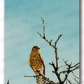 "resting point" acryl on canvas - 50x100cm