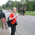 Elefant Sri Lanka