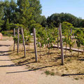 Alla-Hopp Anlage DEIDESHEIM (C) maximalplanet 2020