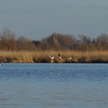 auch die Schellenten sind Saisongäste / Foto: Analena Severon