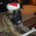 Santa Zeus with his chewy bone
