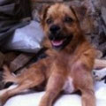 Timon
