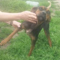 Roxy