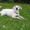 Zisel