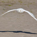 Schnee-Eule, Falconeria Locarno, Schweiz