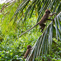 Langkawi, Malaysia, Javaneraffen (Long-tailed or Crab-eating Macaque)