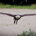 Weisskopfseeadler, Falconeria Locarno, Schweiz