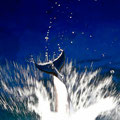 Pacific Whitesided Dolphin, Vancouver Aquarium, Kanada