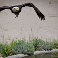 Weisskopfseeadler, Falconeria Locarno, Schweiz