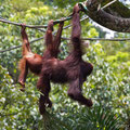 Singapore, Zoo