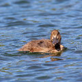 Reiherenten Küken, Champfersee GR, 26.08.2020 