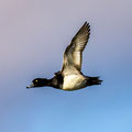Reiherente  Erpel im Flug