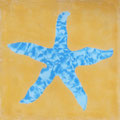 SOUTHERN TILES_CAROCIM Zementfliese, Etoile de Mer M363, 20x20 cm