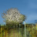Frühling im Weinviertel