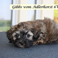 Wildzobel mit Maske