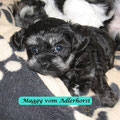 Black und Tan