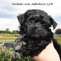 Black und Tan