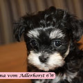 Black und Tan