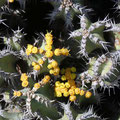 Euphorbien in Blüte