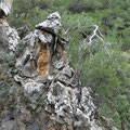 Sarakinas Canyon - Baum auf der Steilwand am Schluchtausgang.