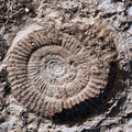 Wer genau hinschaut kann Ammoniten entdecken...