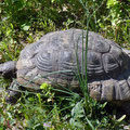Diese große griechische Landschildkröte genießt ebenfalls die Sonne.