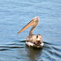 Pelikan am Karla Lake - das "Gegrissel" sind die Mückenschwärme.