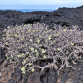 Wo die Taibaba (Euphorbia balsamifera) wächst, ist die Lava bereits über 3000 Jahre alt!