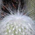 Jardin de Cactus - Detail