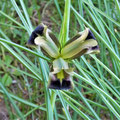 ... eine interessante grüne Iris.