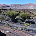 Jardin de Cactus - Blick von der oberen Mauerempore