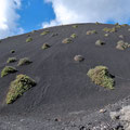 Diese Hangseite des Tremesana besteht aus schwarzem Lapilli in dem Kanaren-Ampfer wächst.