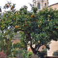 Der größte und schönste Zitronenbaum den wir je gesehen haben!