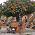Agia Triada - Stilleben mit Katzen und Orangenbaum.