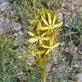 Hier blühen schon gelbe Junkerlilien (Asphodeline lutea)