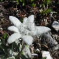 Edelweiss