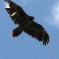 Adler (oder Bartgeier?) auf dem Muchetta