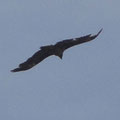 Adler (oder Bartgeier?) auf dem Muchetta