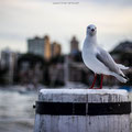 Break on the dock - Kurraba Point Wharf, Sydney (Australie) - 2013