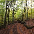 Adrano, parco dell'etna, pineta
