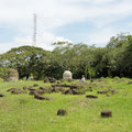 Meditation at the ceremonial district in La Venta (with copies of 3 colossal heads)