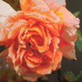 orange (acrylique 130 x 130 cm)