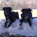 Black Beauty's Polly und Faye 18.12.2010 Spaziergang Niefern