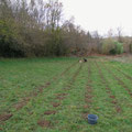 Novembre 2012 : Plantation des Cassis