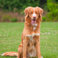 Crazy fox Cody of Sunshine Tollers - fast 2 Jahre