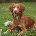 Crazy fox Ruby of Sunshine Tollers . fast 2 Jahre