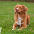 Crazy fox Rooney of Sunshine Tollers - fast 2 Jahre
