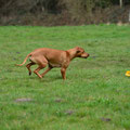 RR-Nord-Coursing Großenaspe -  Fotos Gerald Ecke