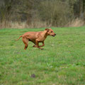 RR-Nord-Coursing Großenaspe -  Fotos Gerald Ecke