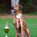 Zahabu Chigani Bakiri - 2. Platz bei den Rüden